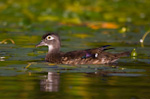 Wood Duck